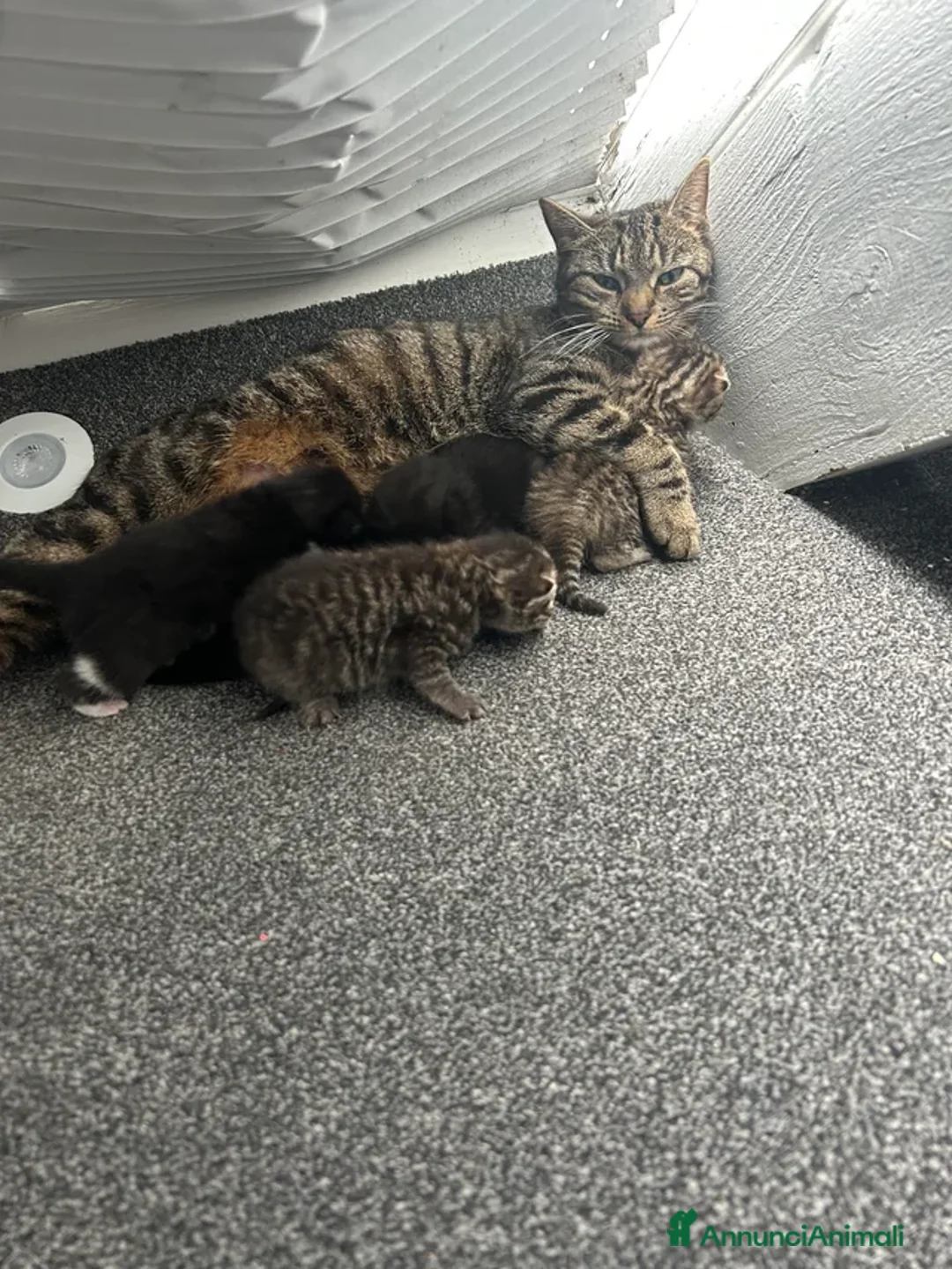 Europeo gatti in regalo: Gattina tigrata in adozione - Annuncio 8