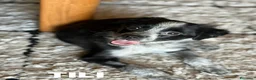 Meticcio cani in regalo: Quattro cuoricini cercano casa! TG PICCOLA. - Annuncio 3