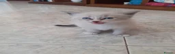 Ragdoll gatti in vendita: Gattini ragdoll occhi azzurri  - Annuncio 3