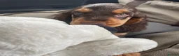 Cocker cani in vendita: Prenotazioni cuccioli di English Cocker Spaniel  a Provincia di Cosenza - Annuncio 5