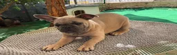 Bulldog Francese cani in vendita: Cucciola bulldog francese  - Annuncio 4