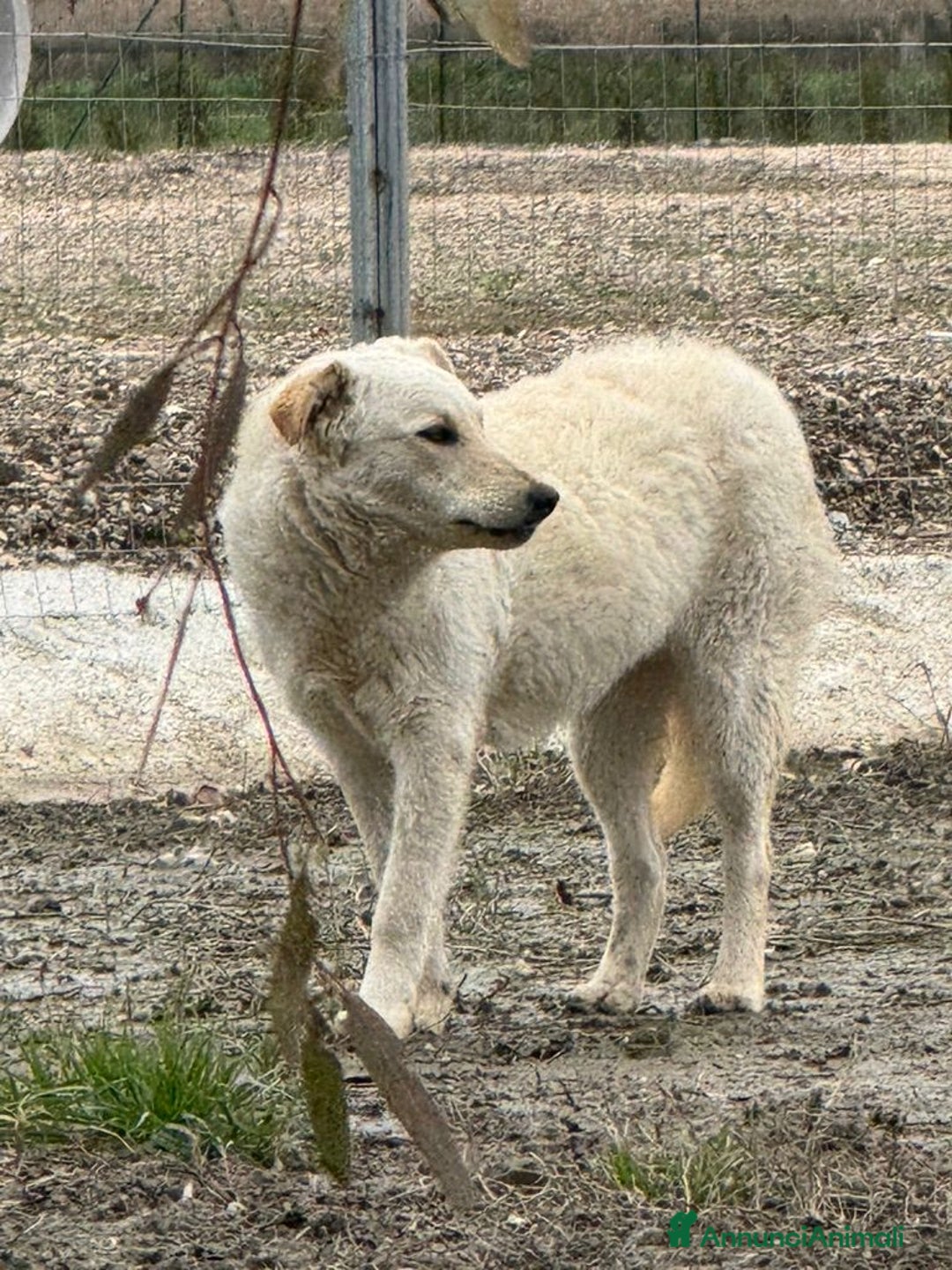 Meticcio cani in regalo: Micky: 1 anno, socievole ed equilibrata  - Annuncio 19