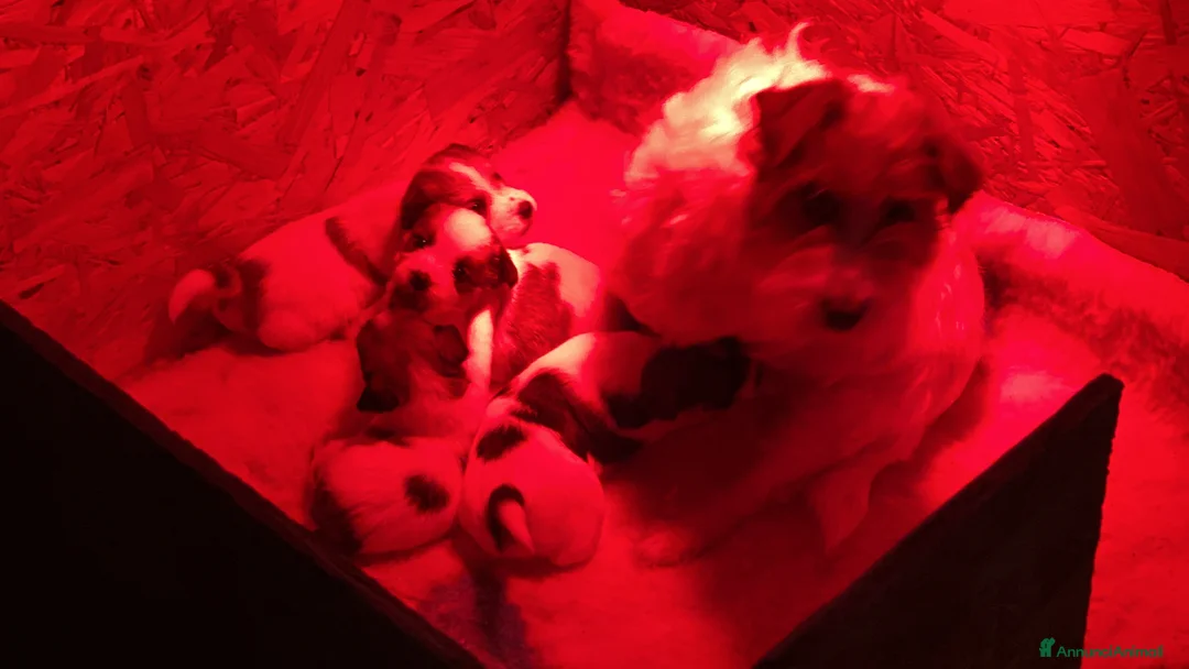 Jack Russell cani in vendita: JACK RUSSELL TERRIER PELO RUVIDO - Annuncio 5