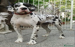 Alano cani in vendita: Alano arlecchino a Provincia di Cremona - Immagine 4