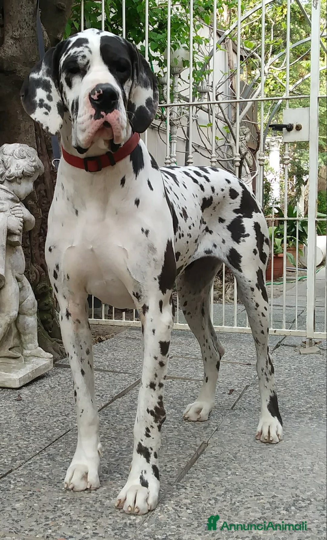 Alano cani in vendita: Alano arlecchino a Provincia di Cremona - Immagine 4