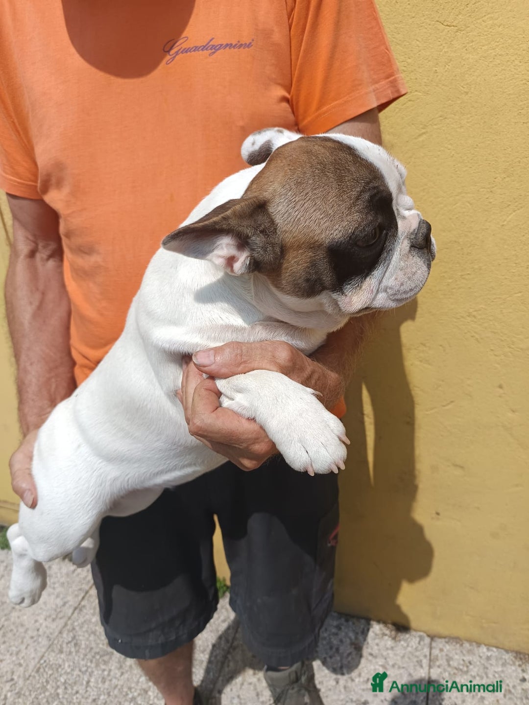 Bulldog Francese cani in vendita: Due Femmine Buldog Francese Pedigree Enci  - Annuncio 5