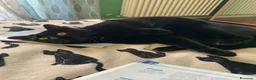 Europeo gatti in regalo: Gatta Europea Nera Sei Anni Cerca Casa  a Provincia di Ferrara - Annuncio 4