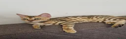 Bengala gatti in vendita: Bengala - Annuncio 3