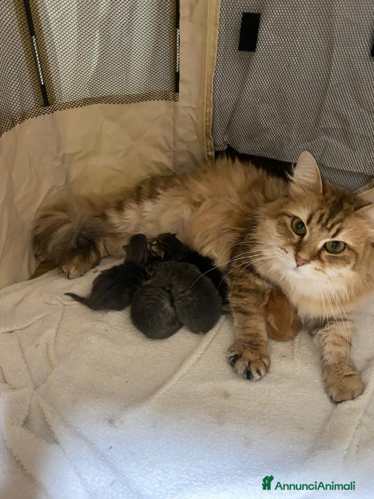 Siberiano gatti Cucciolo gatto siberiano pedigree ENFI  - Annuncio 1