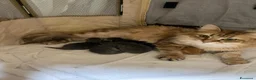 Siberiano gatti in vendita: Cucciolo gatto siberiano pedigree ENFI  - Annuncio 1