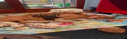 Rhodesian Ridgeback cani in vendita: Cuccioli Rhodesian Ridgeback con Pedigree ENCI - Annuncio 13