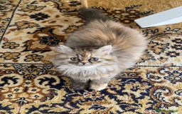 Persiano gatti in vendita: Persiana chinchillà  a Città Metropolitana di Cagliari - Immagine 7