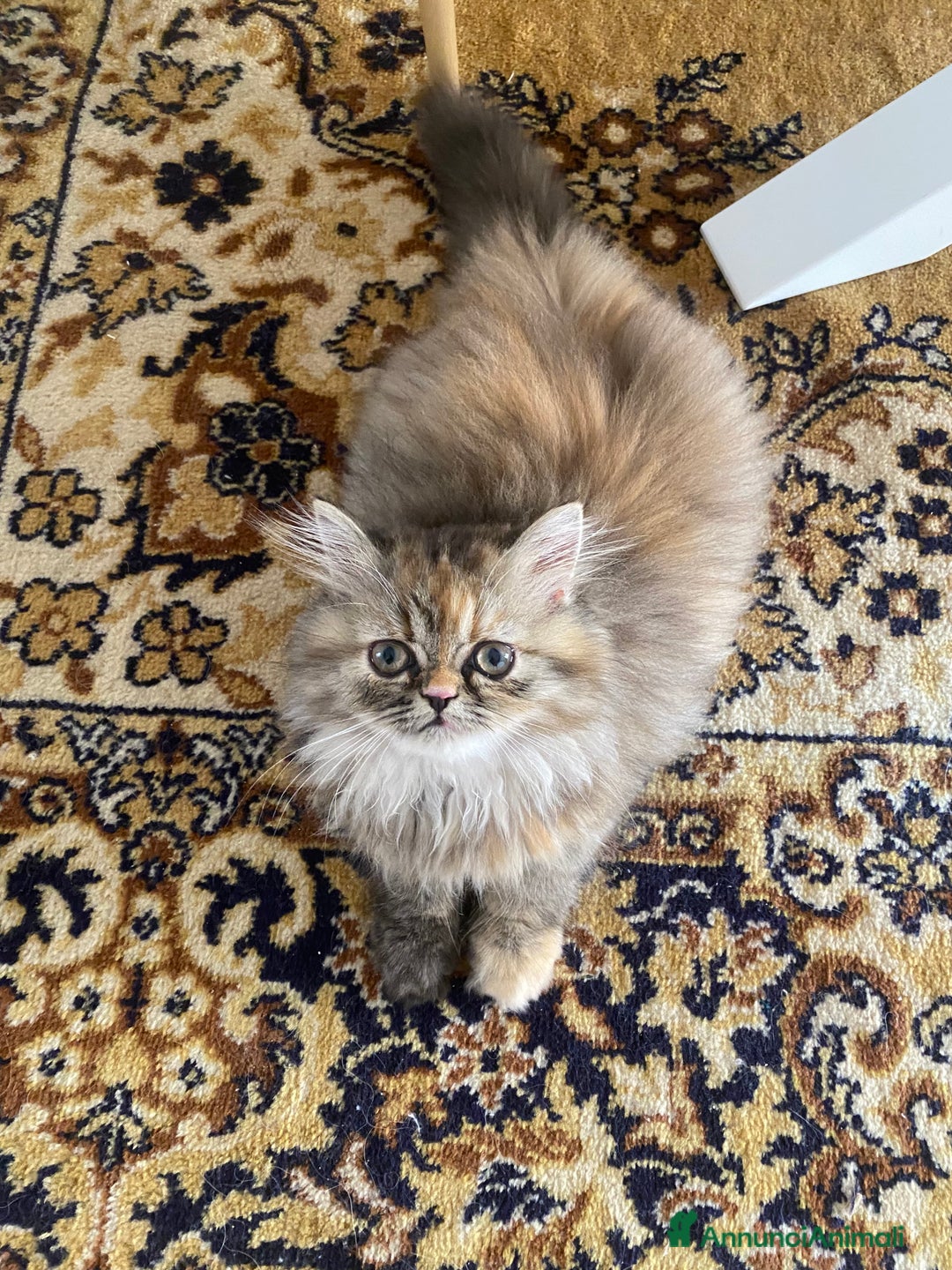 Persiano gatti in vendita: Persiana chinchillà  a Città Metropolitana di Cagliari - Immagine 7