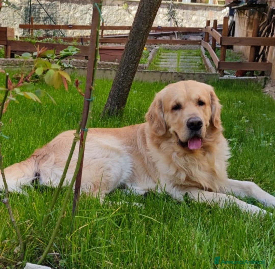 Golden Retriever cani in vendita: Cuccioli Golden retriever  a Provincia di Arezzo - Immagine 6