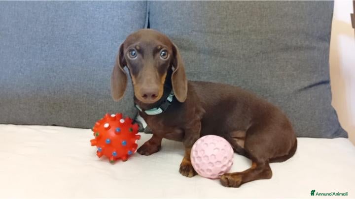 Bassotto cani Maschietto bassotto con Pedigree Enci.  - Annuncio 30