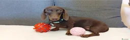 Bassotto cani in vendita: Maschietto bassotto con Pedigree Enci.  - Annuncio 1