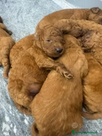 Meticcio cani test annuncio - Annuncio 1