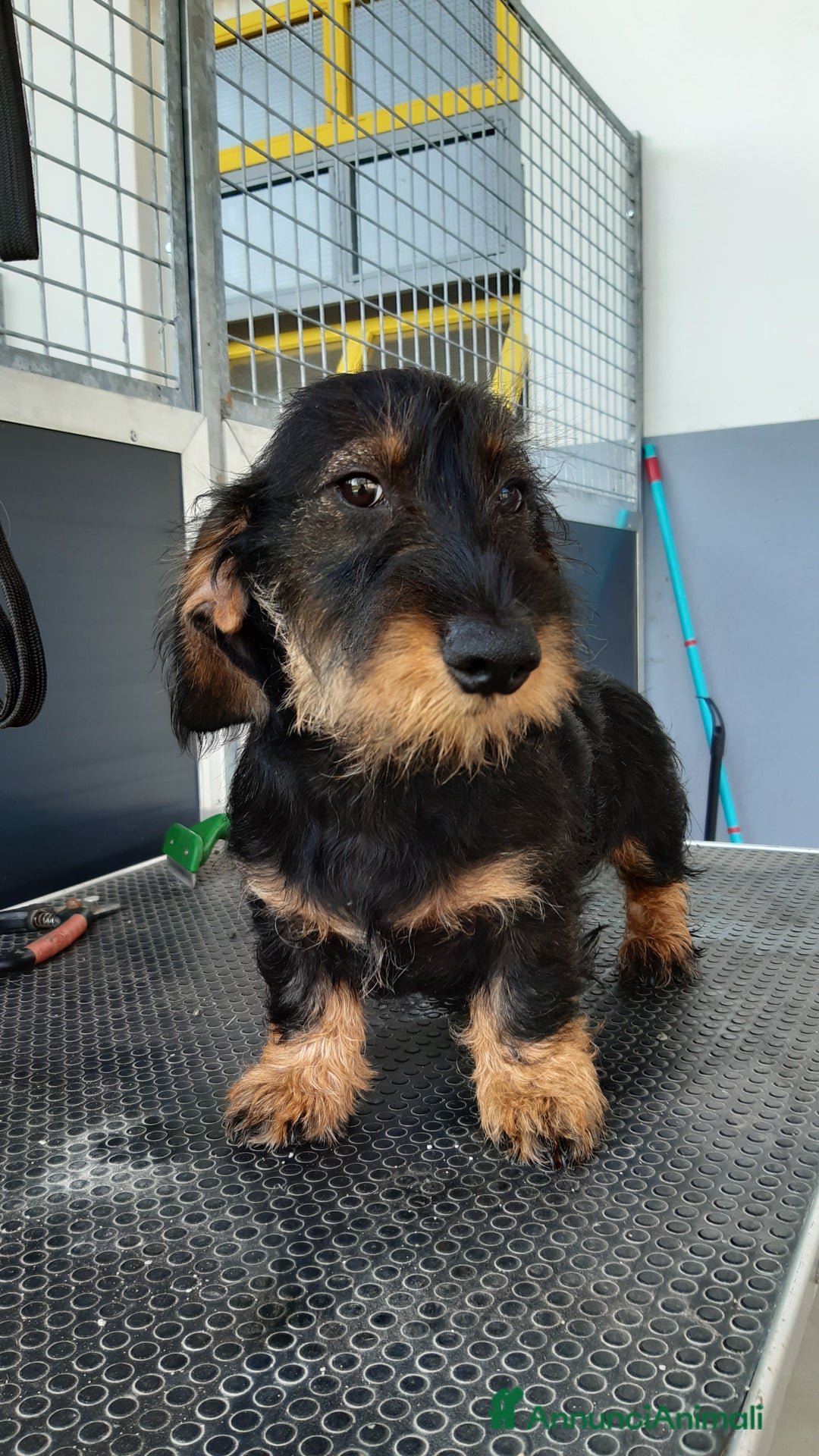 Bassotto cani in vendita: Bassotti pelo duro a Provincia di Bergamo - Annuncio 4