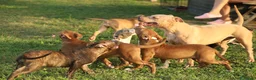 Pitbull cani in vendita: Cuccioli Pit Bull con pedigree anche a rate - Annuncio 30