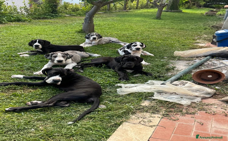Alano cani a Provincia di Latina - Annuncio 1