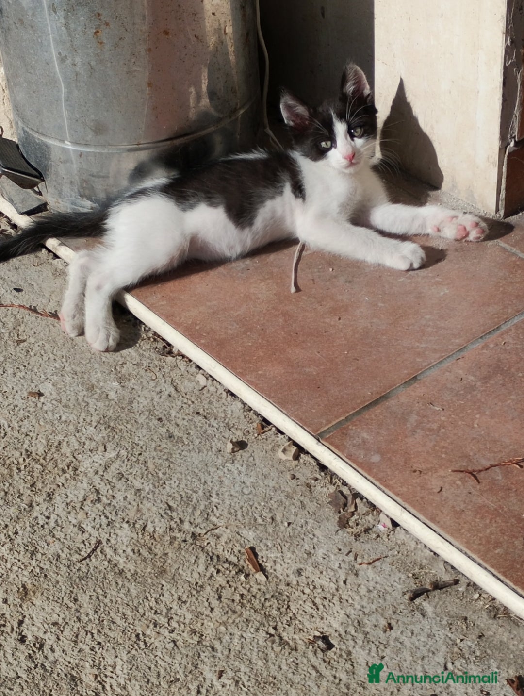 Altre razze gatti in regalo: Regalo gattino maschio - Annuncio 1