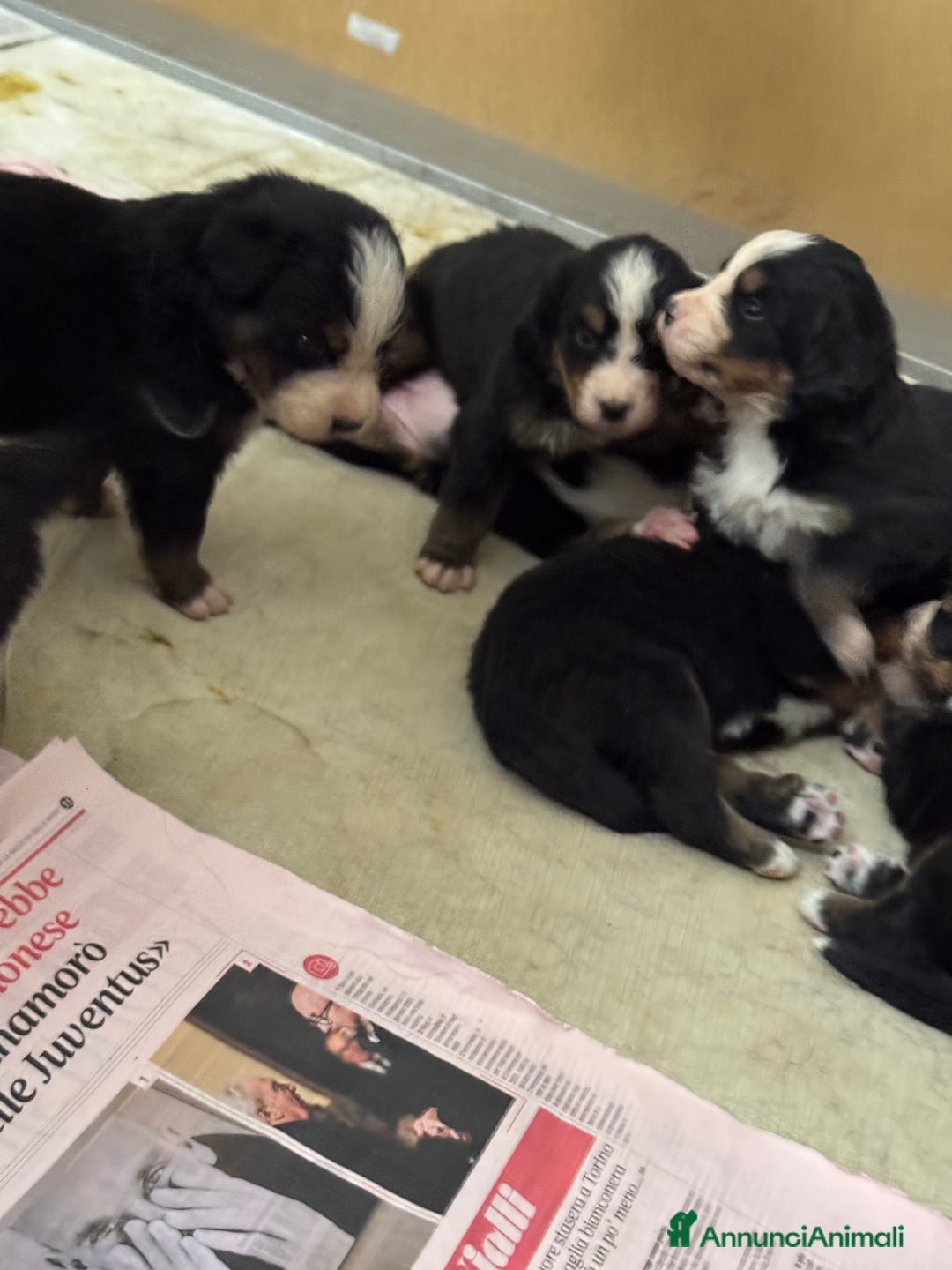 Bovaro del Bernese cani in vendita: Cuccioli Bernese da famiglia (privati) - Annuncio 15