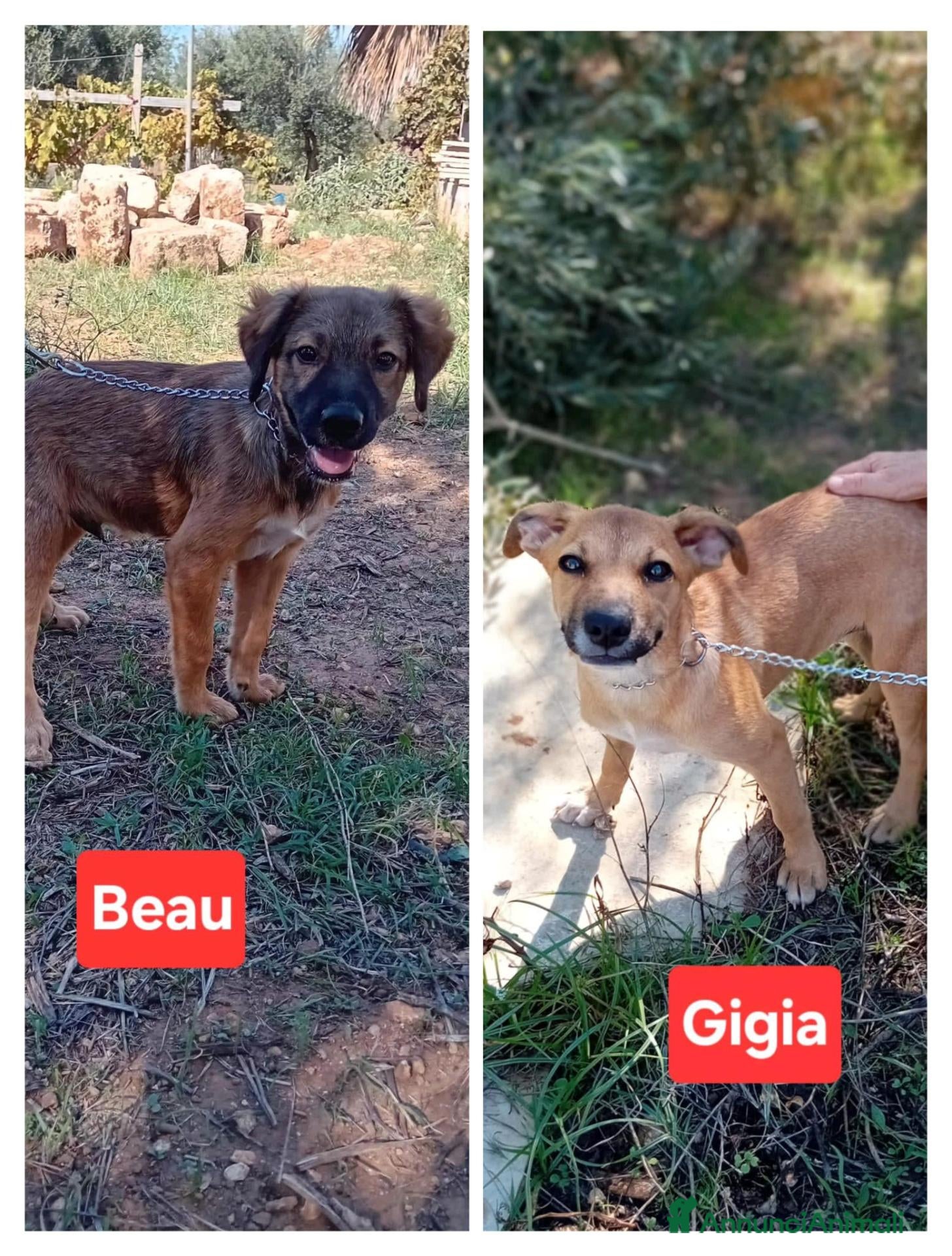 Meticcio cani GIGIA  BEAU - Annuncio 26