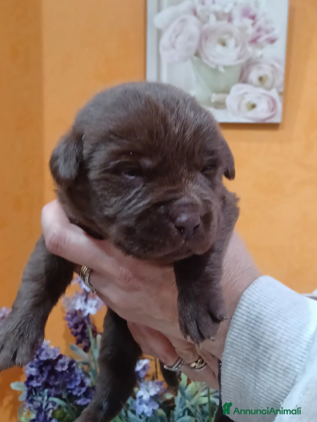 Labrador cani in vendita: Labrador cioccolato con pedigree  a Città Metropolitana di Napoli - Annuncio 1
