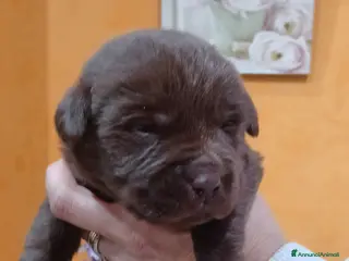 Labrador cani Labrador cioccolato con pedigree a Città Metropolitana di Napoli - Annuncio 6
