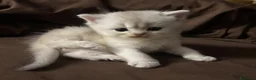 Scottish gatti in vendita: Gattini Scottish Straight  - Annuncio 3
