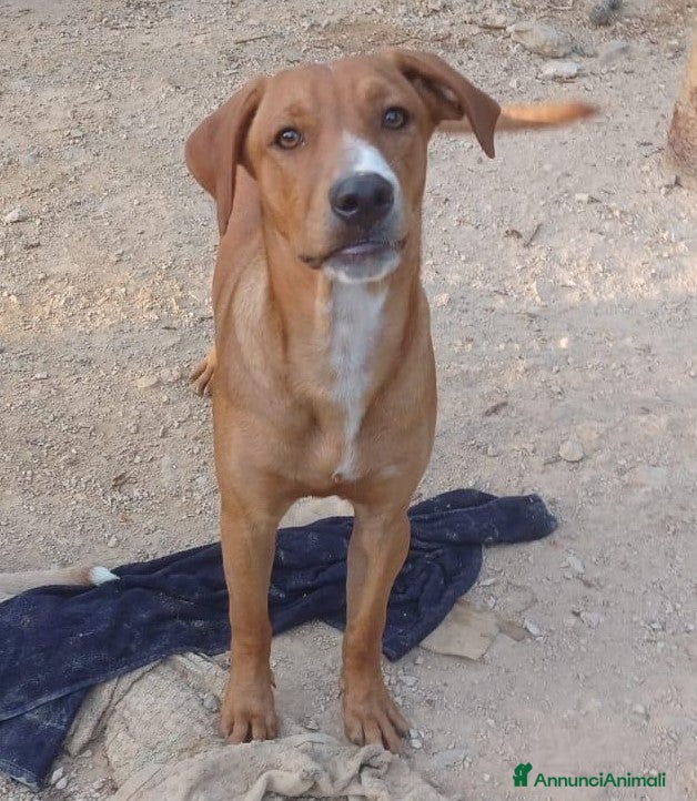 Meticcio cani IL TENERISSIMO CORFU' a Città metropolitana di Roma Capitale - Annuncio 2