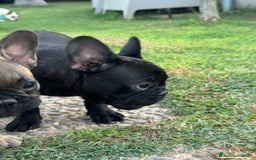 Bulldog Francese cani in vendita: Cucciolo bulldog francese nero bringe  a Città metropolitana di Milano - Immagine 6