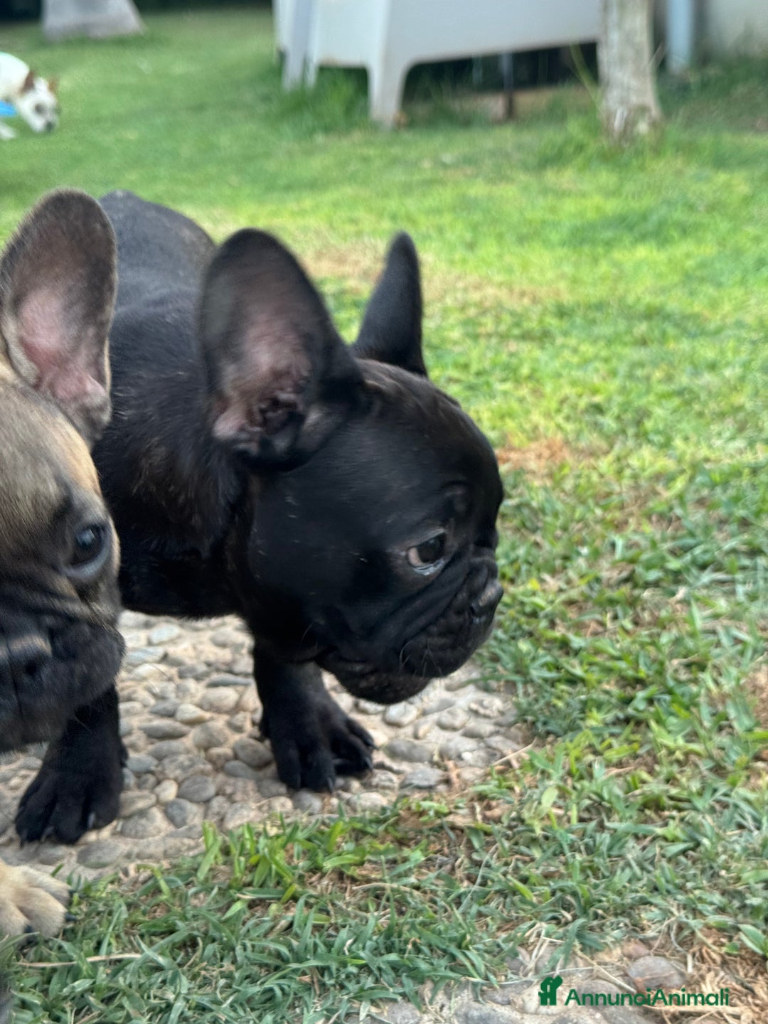 Bulldog Francese cani in vendita: Cucciolo bulldog francese nero bringe  a Città metropolitana di Milano - Immagine 6