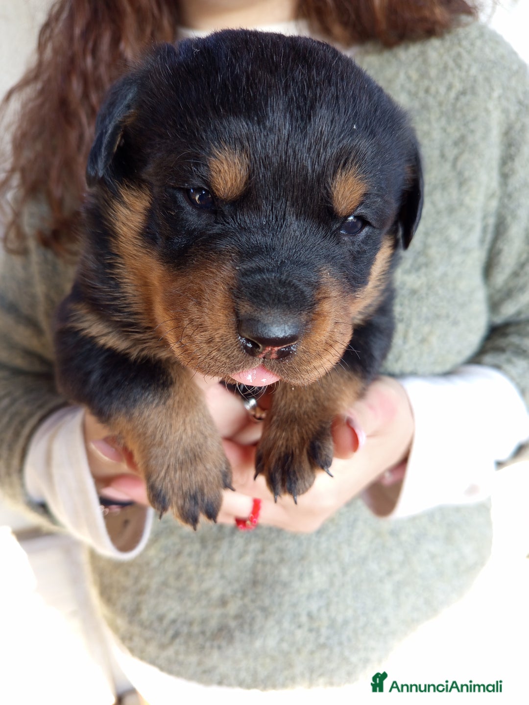 Rottweiler cani in vendita: Cuccioli rottweiler  - Annuncio 7