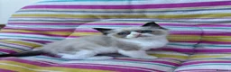 Ragdoll gatti in vendita: Famiglia ragdoll a Città Metropolitana di Torino - Annuncio 4