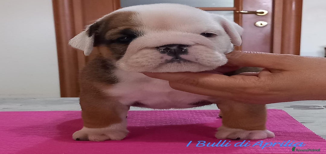 Immagine della galleria {{count}}