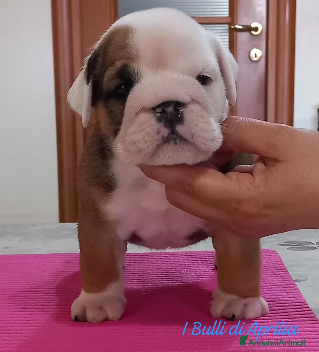 Immagine della galleria {{count}}