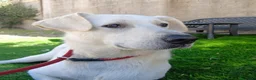 Meticcio cani in regalo: Jerry  - Annuncio 1