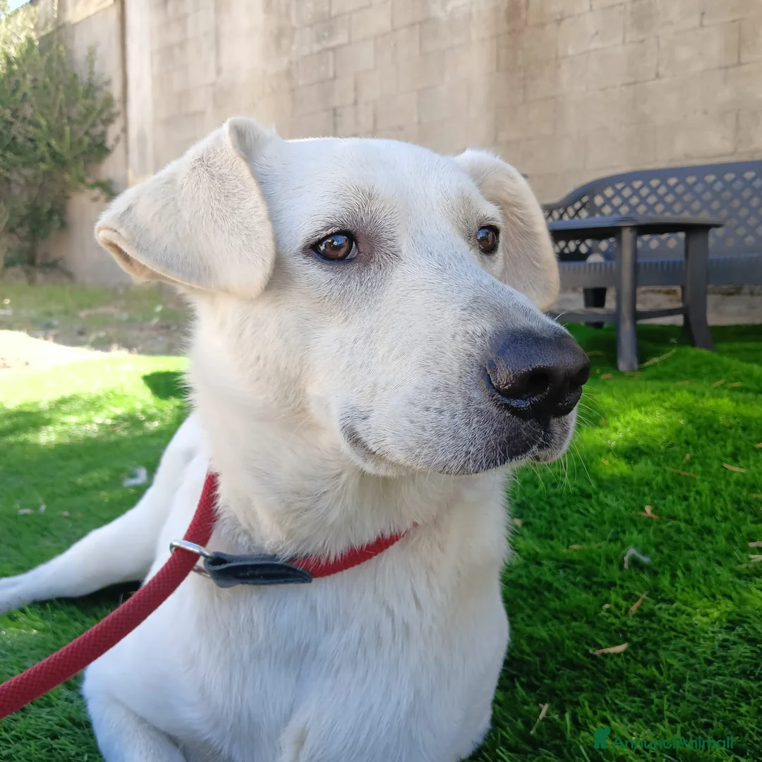 Meticcio cani in regalo: Jerry  - Annuncio 1
