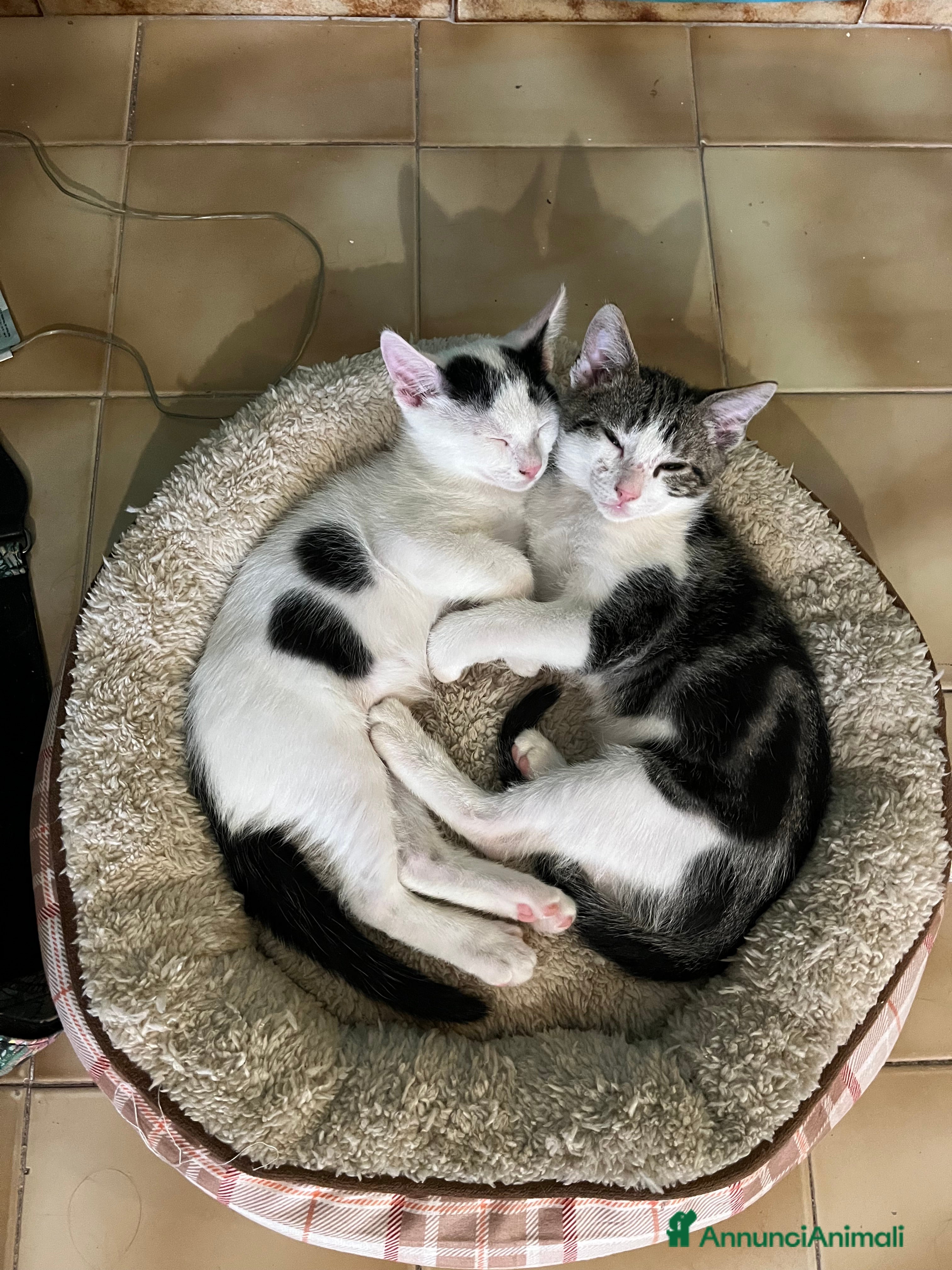 Altre razze gatti Regalo coppia di fratellini - Annuncio 33