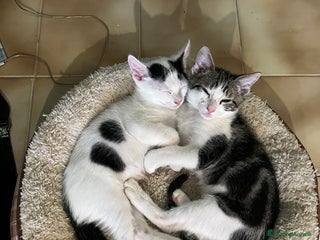 Altre razze gatti Regalo coppia di fratellini - Annuncio 6