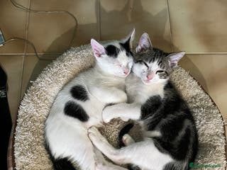 Altre razze gatti Regalo coppia di fratellini - Annuncio 11