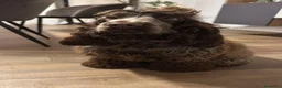 Cocker cani in vendita: Prenotazioni cuccioli di English Cocker Spaniel  a Provincia di Cosenza - Annuncio 27