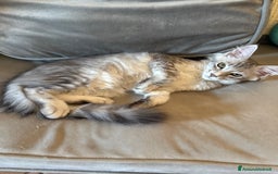 Maine Coon gatti in vendita: Dolcissima gattina Maine coon  a Città metropolitana di Roma Capitale - Immagine 5