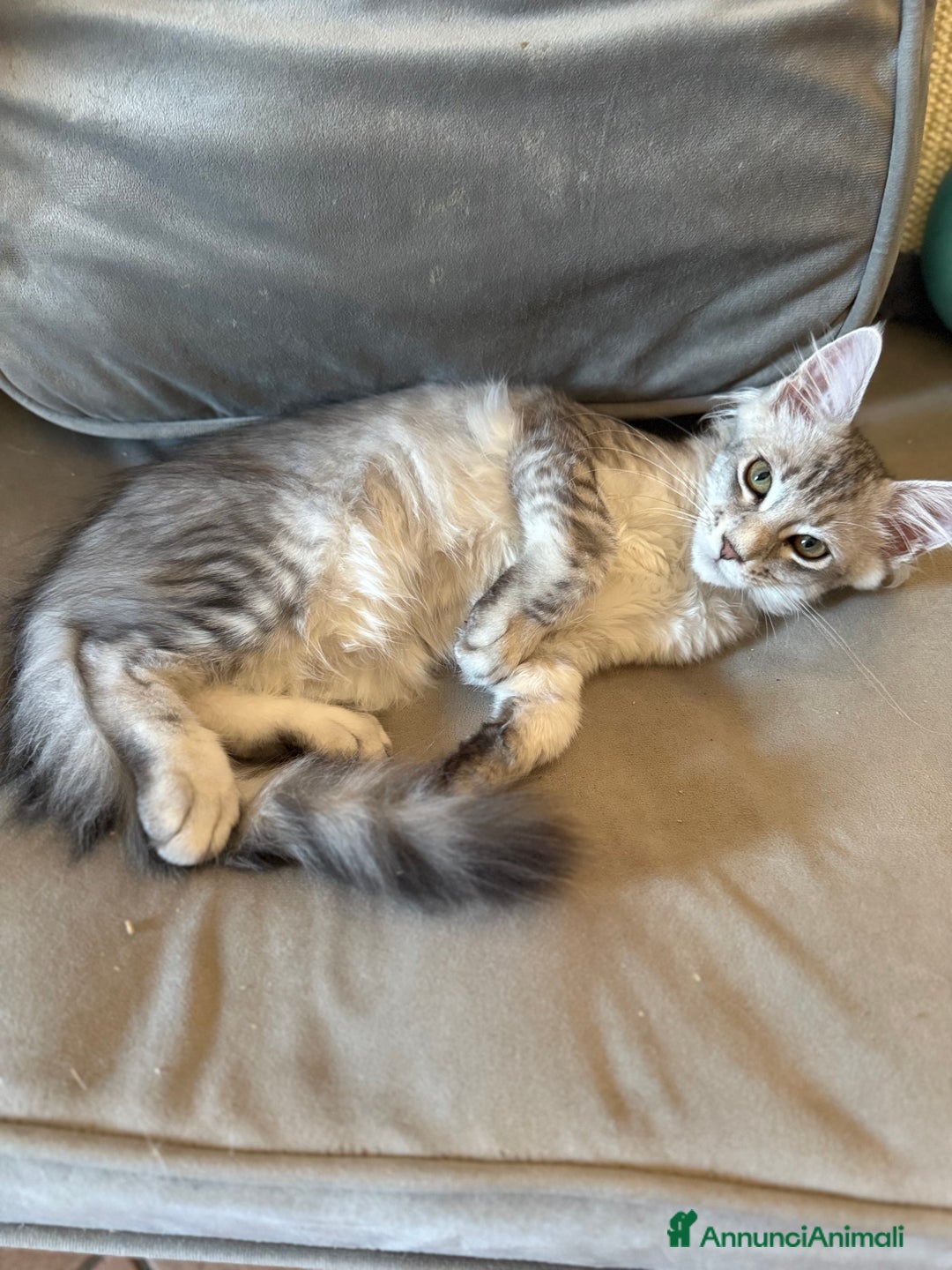 Maine Coon gatti in vendita: Dolcissima gattina Maine coon  a Città metropolitana di Roma Capitale - Immagine 5