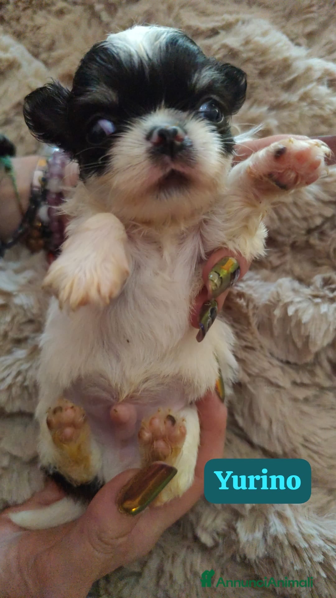 Chihuahua cani in vendita: Cuccioli chiuhahua  - Annuncio 5