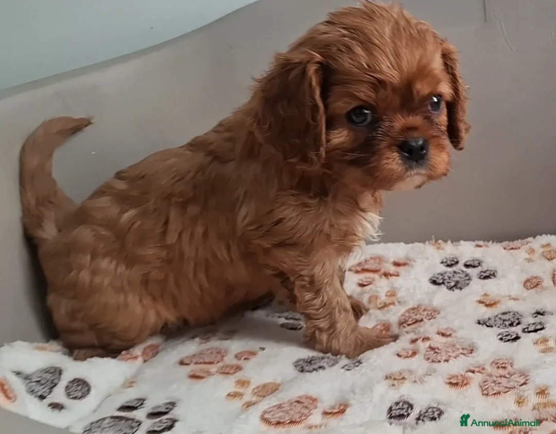 Cavalier King cani in vendita: Cuccioli di Cavalier king ruby - Annuncio 12