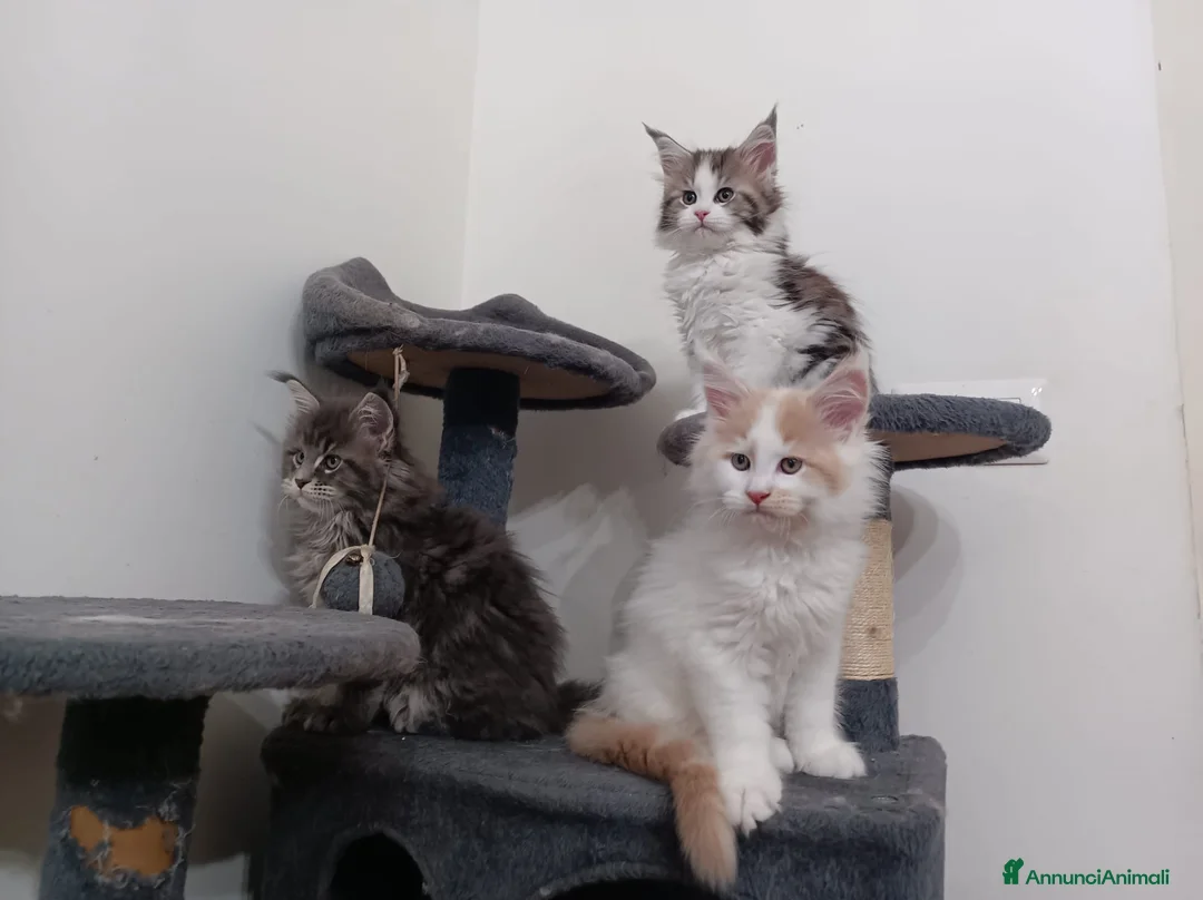 Maine Coon gatti in vendita: Cuccioli maine coon  a Città metropolitana di Roma Capitale - Annuncio 2