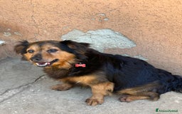 Meticcio cani in regalo: Snoopy, 10 anni a Provincia di Bergamo - Immagine 5