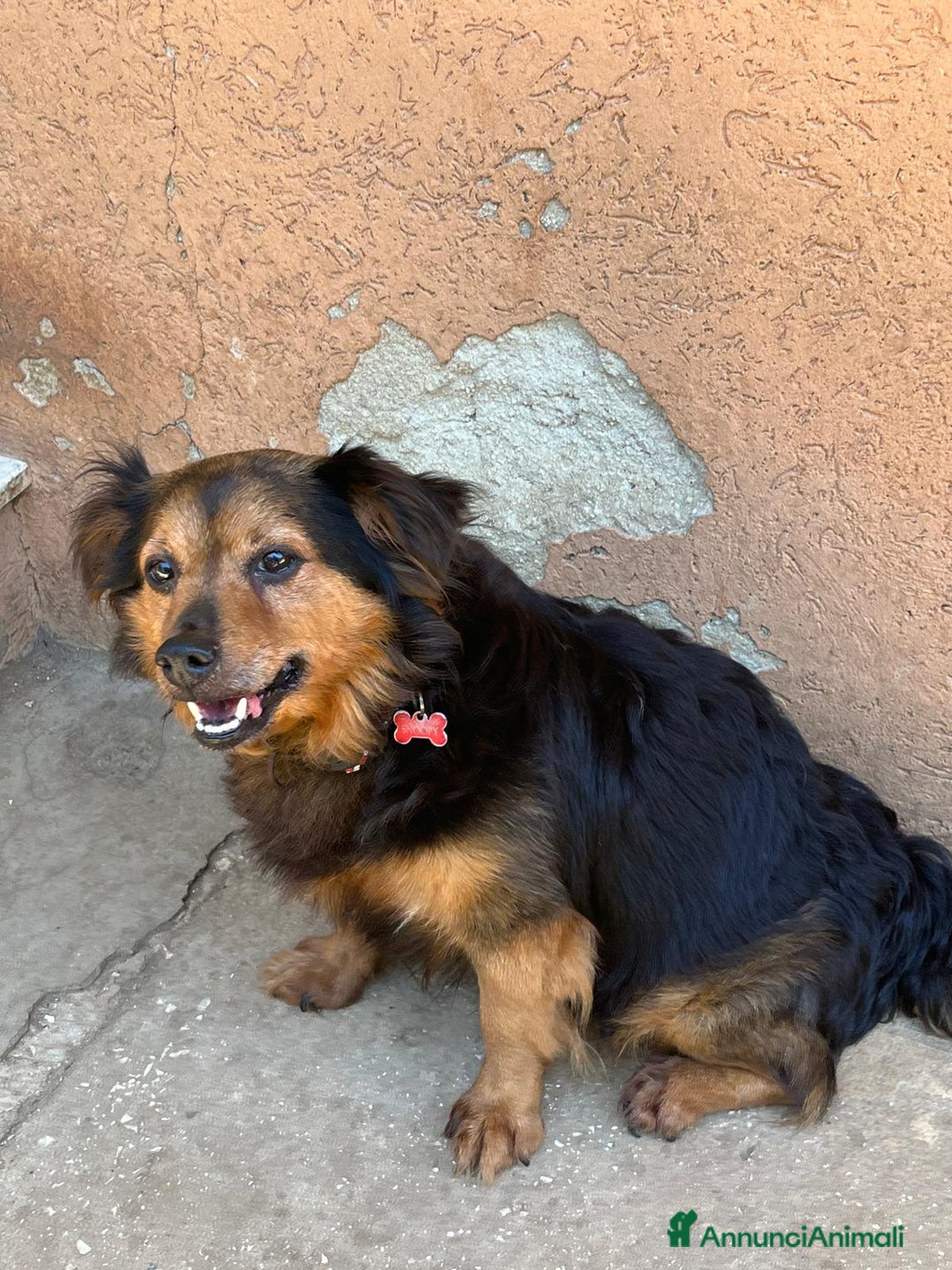 Meticcio cani in regalo: Snoopy, 10 anni a Provincia di Bergamo - Immagine 5